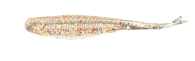 Thumper Jerk Shad