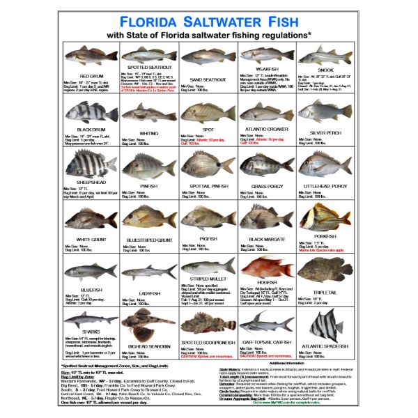 Florida Saltwater Fish ID Card